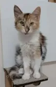 LÉA