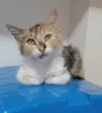 LÉA