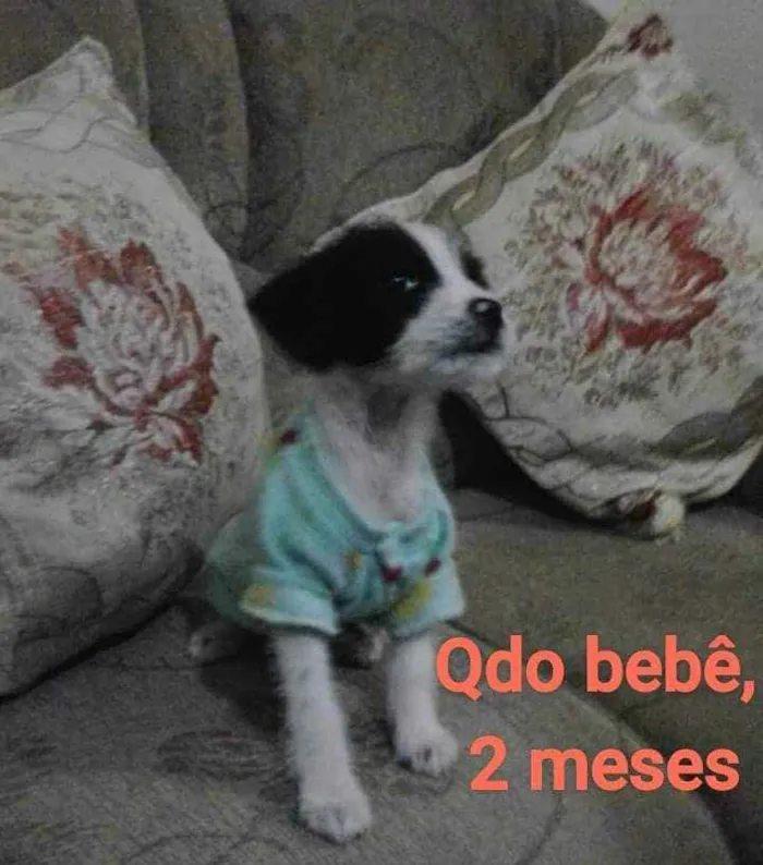Cachorro ra a Misturada idade 5 anos nome CRISTAL