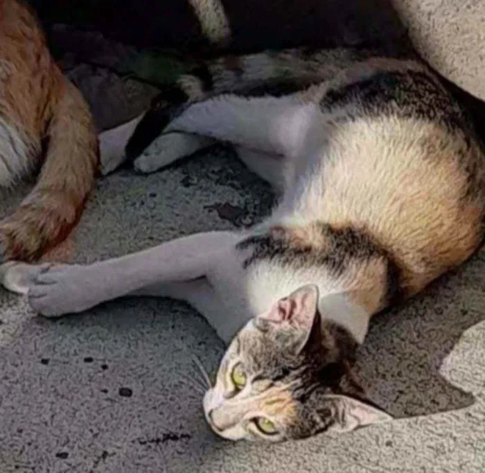 Gato ra a Pelo curto brasileiro  idade 2 a 6 meses nome Sem nome