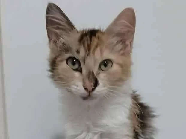 Gato ra a srd tricolor idade 2 a 6 meses nome LÉA