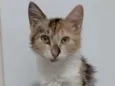 LÉA