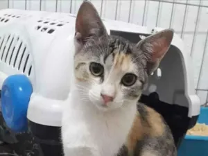 Gato raça Pelo curto brasileiro  idade 2 a 6 meses nome Sem nome