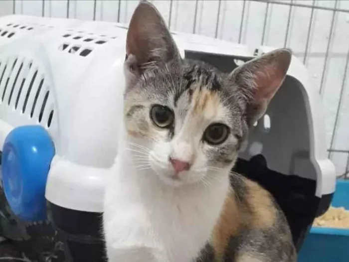 Gato ra a Pelo curto brasileiro  idade 2 a 6 meses nome Sem nome