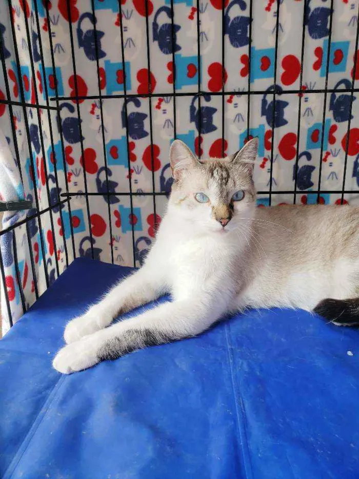 Gato raça Srd idade 7 a 11 meses nome Bernardo