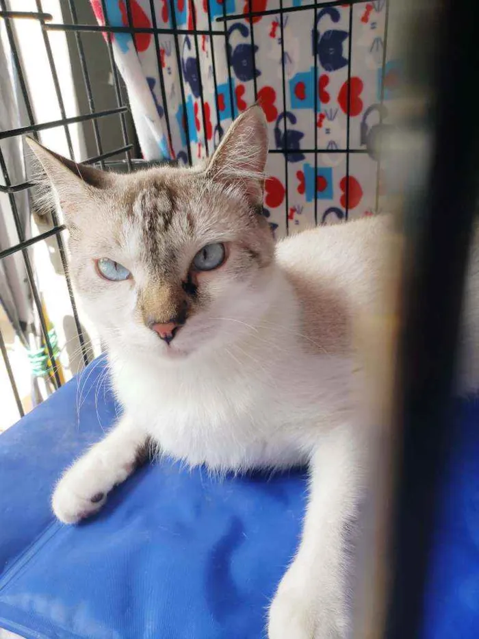 Gato raça Srd idade 7 a 11 meses nome Bernardo