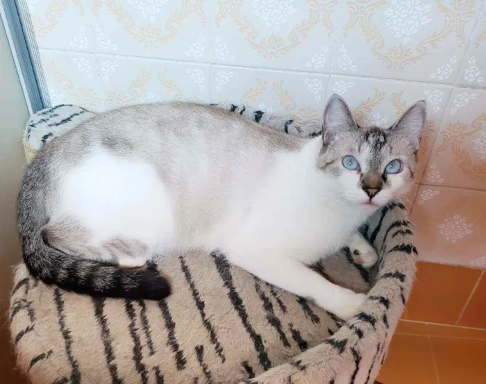 Gato raça Srd idade 7 a 11 meses nome Bernardo