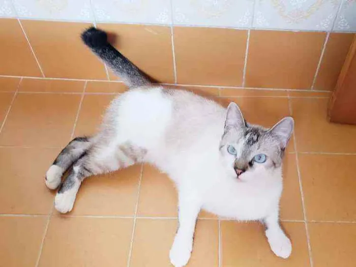 Gato raça Srd idade 7 a 11 meses nome Bernardo