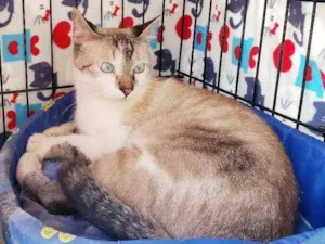Gato raça Srd idade 7 a 11 meses nome Bernardo