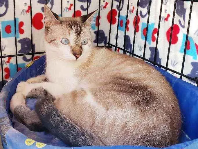 Gato raça Srd idade 7 a 11 meses nome Bernardo