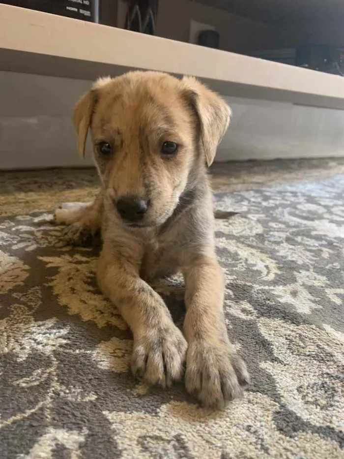 Cachorro ra a SRD idade Abaixo de 2 meses nome Samba