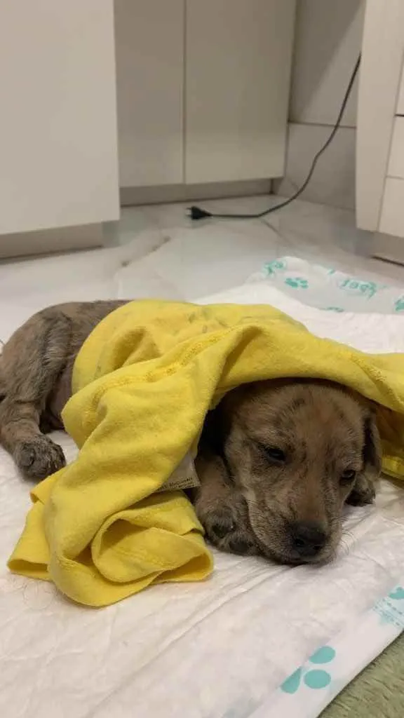 Cachorro ra a SRD idade Abaixo de 2 meses nome Samba