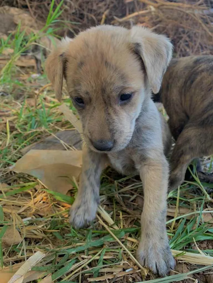 Cachorro ra a SRD idade Abaixo de 2 meses nome Samba