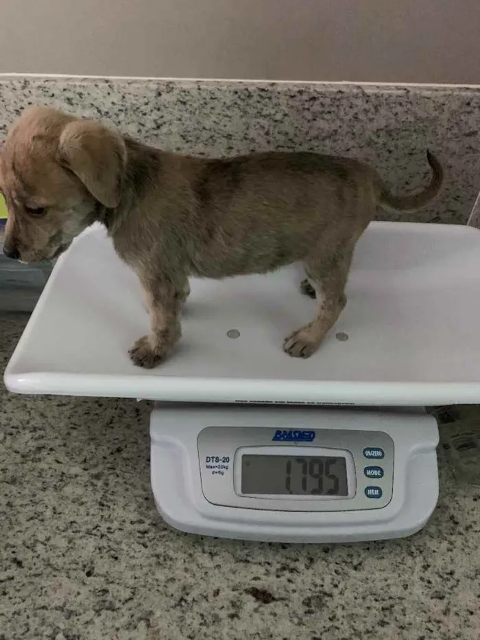 Cachorro ra a SRD idade Abaixo de 2 meses nome Samba