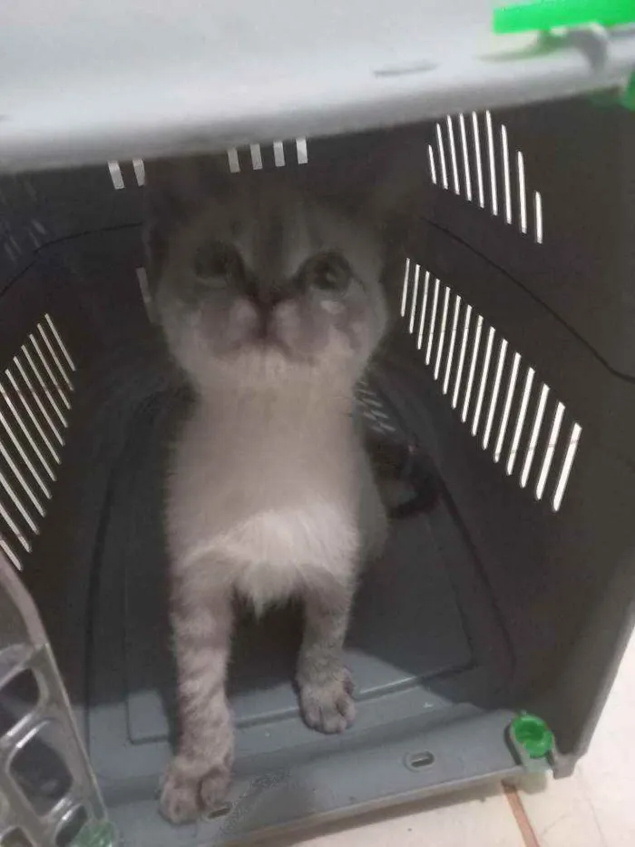 Gato raça  idade Abaixo de 2 meses nome Tel