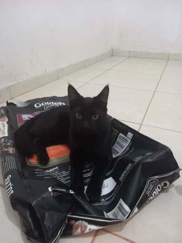 Gato raça  idade 2 a 6 meses nome Thor 