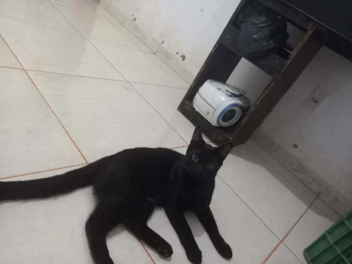 Gato raça  idade 2 a 6 meses nome Thor 