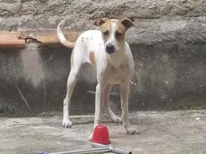 Cachorro raça  idade 7 a 11 meses nome Lesse