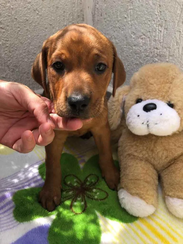 Cachorro raça SRD idade Abaixo de 2 meses nome Sem Nome 
