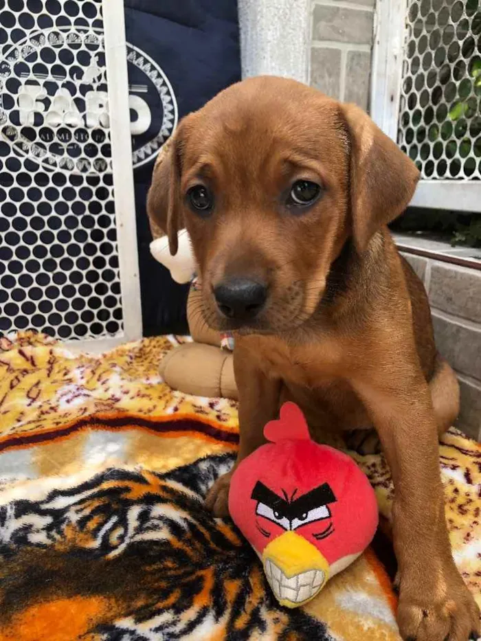 Cachorro raça SRD idade Abaixo de 2 meses nome Sem Nome 