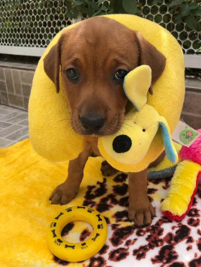 Cachorro raça SRD idade Abaixo de 2 meses nome Sem Nome 
