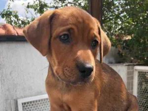 Cachorro raça SRD idade Abaixo de 2 meses nome Sem Nome 