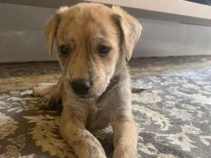 Cachorro ra a SRD idade Abaixo de 2 meses nome Samba