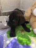 Cachorro raça SRD  idade Abaixo de 2 meses nome Sem Nome