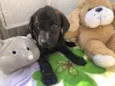 Cachorro raça SRD  idade Abaixo de 2 meses nome Sem Nome