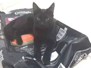 Gato raça  idade 2 a 6 meses nome Thor 