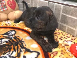 Cachorro raça SRD  idade Abaixo de 2 meses nome Sem Nome