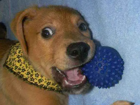 Cachorro raça Srd idade 2 a 6 meses nome Colyn 