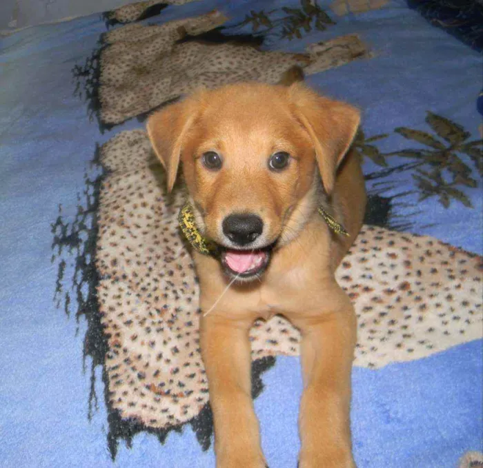 Cachorro raça Srd idade 2 a 6 meses nome Colyn 