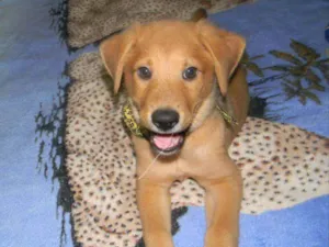 Cachorro raça Srd idade 2 a 6 meses nome Colyn 