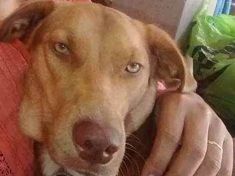 Cachorro ra a Raça indefinida idade 1 ano nome Mel