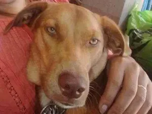 Cachorro raça Raça indefinida idade 1 ano nome Mel