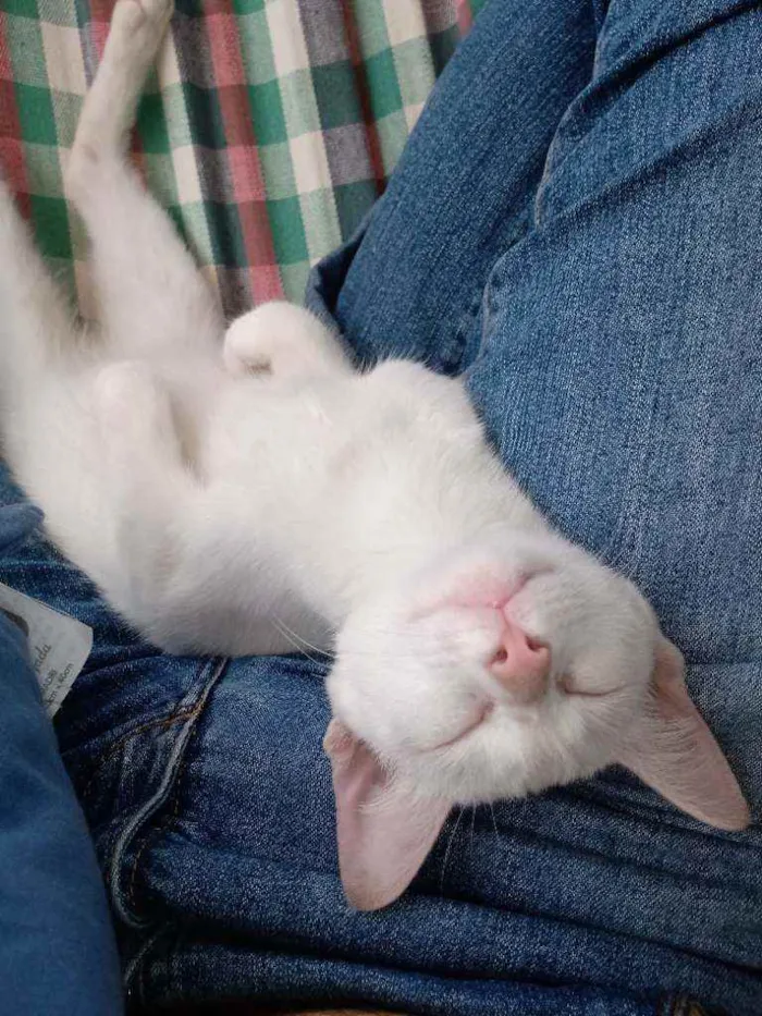 Gato raça Não tem idade 2 a 6 meses nome Ainda não tem
