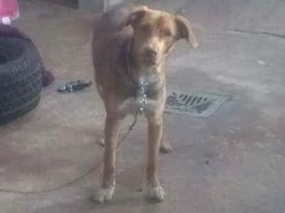 Cachorro ra a Raça indefinida idade 1 ano nome Mel