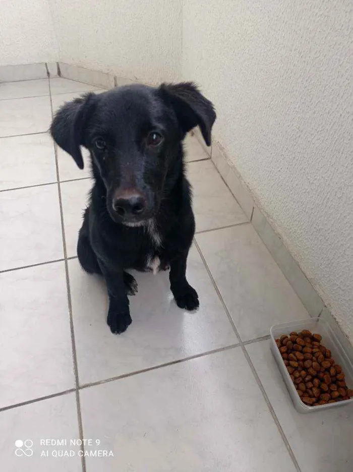 Cachorro ra a Sem raça idade 2 a 6 meses nome Ravi