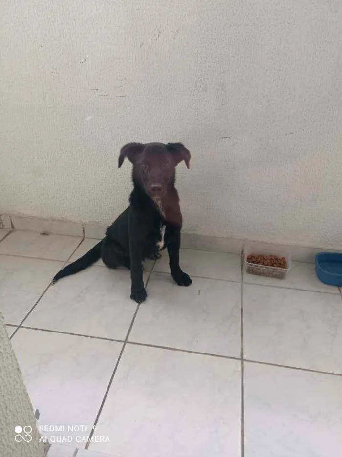 Cachorro ra a Sem raça idade 2 a 6 meses nome Ravi