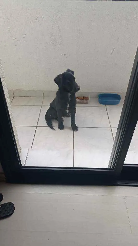 Cachorro ra a Sem raça idade 2 a 6 meses nome Ravi