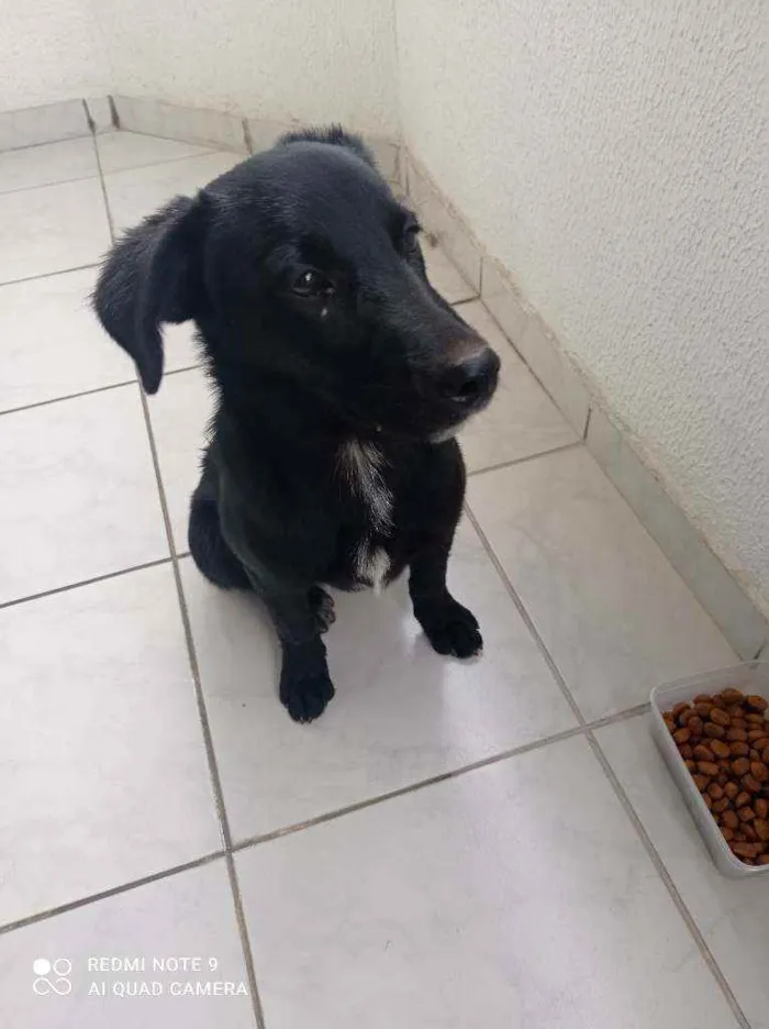 Cachorro ra a Sem raça idade 2 a 6 meses nome Ravi