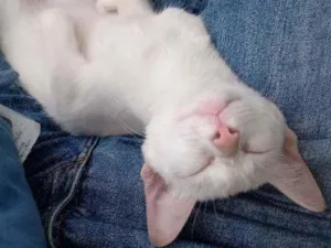 Gato raça Não tem idade 2 a 6 meses nome Ainda não tem