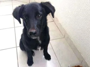 Cachorro raça Sem raça idade 2 a 6 meses nome Ravi