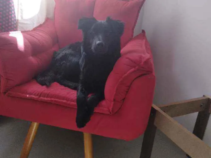 Cachorro ra a mestiço com chow chow idade 7 a 11 meses nome binho