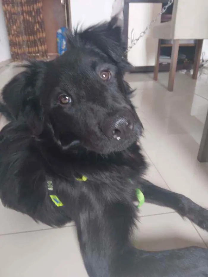 Cachorro ra a mestiço com chow chow idade 7 a 11 meses nome binho