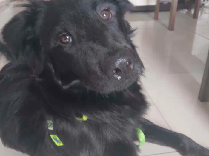 Cachorro ra a mestiço com chow chow idade 7 a 11 meses nome binho