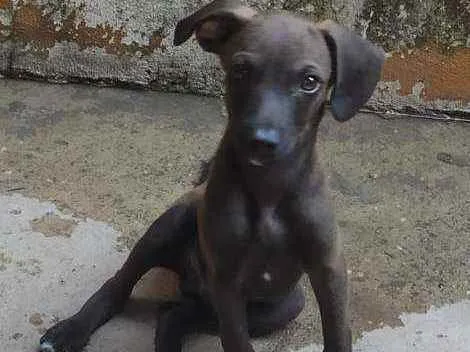 Cachorro ra a SRD idade 2 a 6 meses nome Marrom 