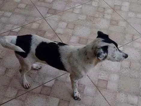 Cachorro ra a Mista idade 1 ano nome Arco íris