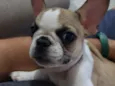Chico